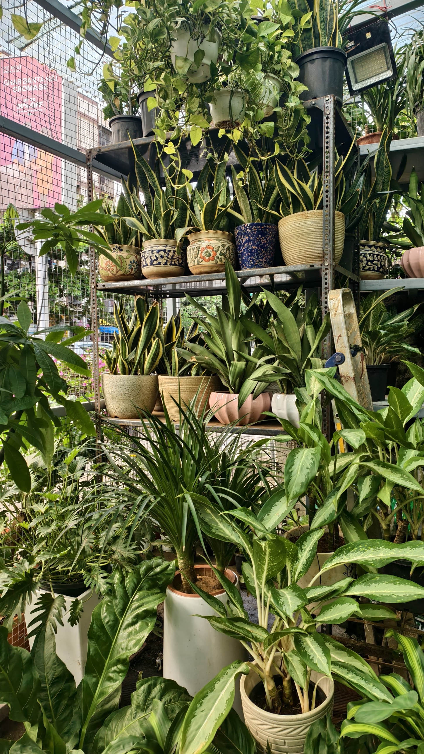 Rows of potted plants ready for corporate orders