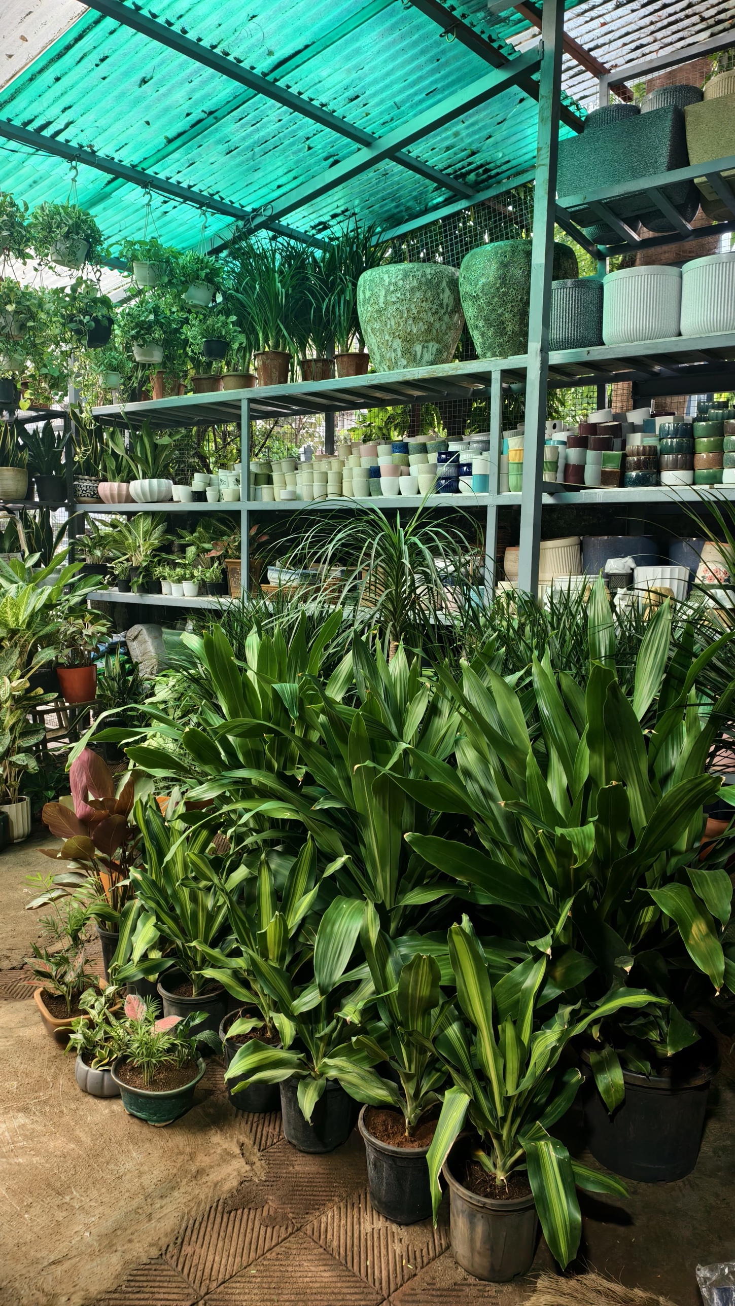 Inside the Heavens Green Nursery greenhouse in Dadar, Mumbai